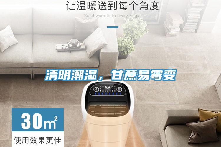 清明潮濕，甘蔗易黴變