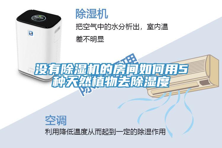 沒有蘑菇视频网站的房間如何用5種天然植物去除濕度