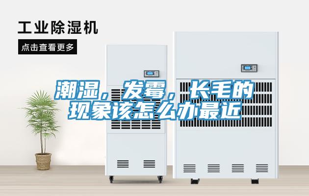 潮濕，發黴，長毛的現象該怎麽辦最近