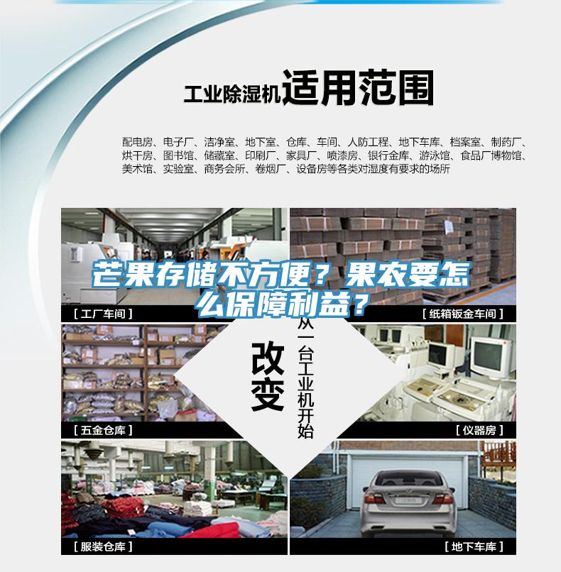 芒果存儲不方便？果農要怎麽保障利益？