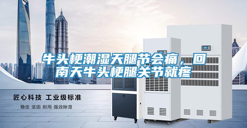 牛頭梗潮濕天腿節會痛，回南天牛頭梗腿關節就疼
