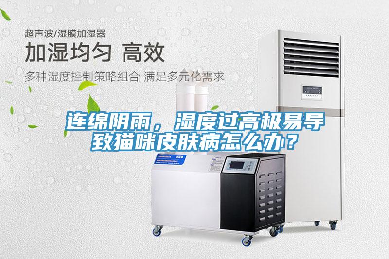 連綿陰雨，濕度過高極易導致貓咪皮膚病怎麽辦？