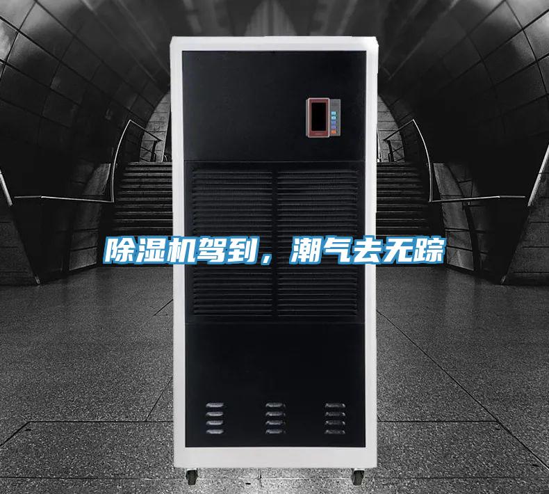 蘑菇视频网站駕到，潮氣去無蹤
