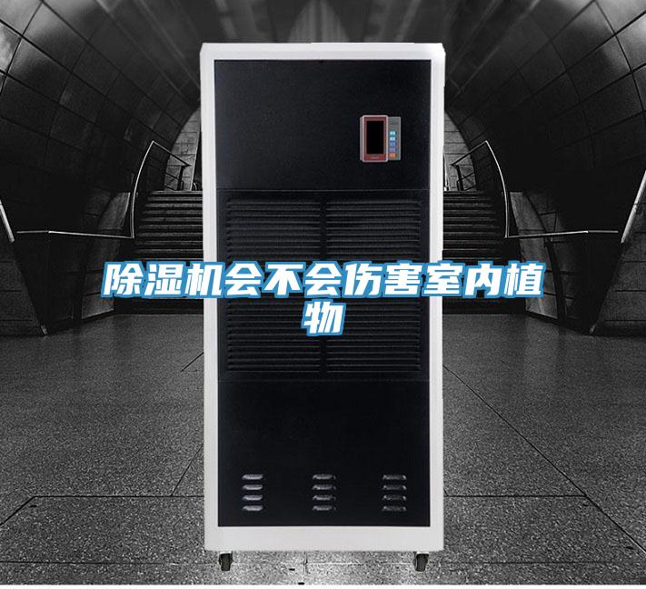 蘑菇视频网站會不會傷害室內植物