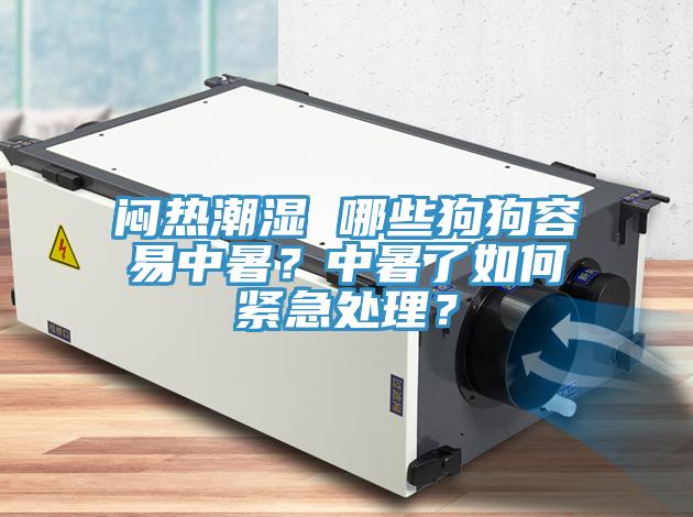 悶熱潮濕 哪些狗狗容易中暑？中暑了如何緊急處理？