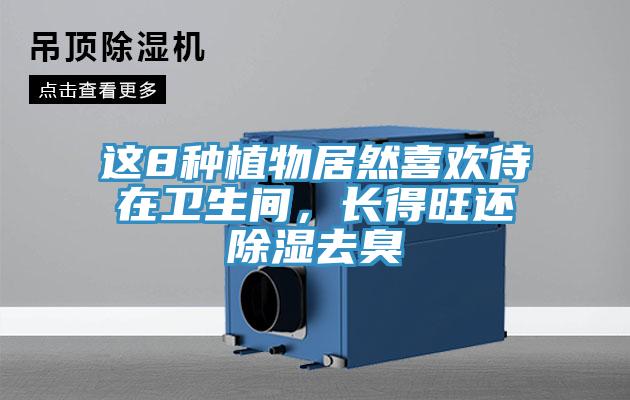 這8種植物居然喜歡待在衛生間，長得旺還除濕去臭