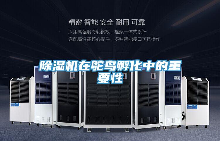 蘑菇视频网站在鴕鳥孵化中的重要性