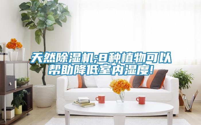 天然蘑菇视频网站;8種植物可以幫助降低室內濕度!