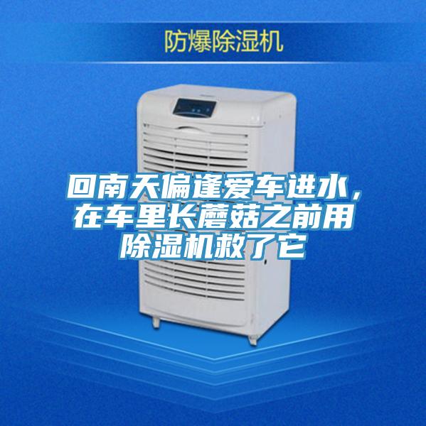 回南天偏逢愛車進水，在車裏長蘑菇之前用蘑菇视频网站救了它
