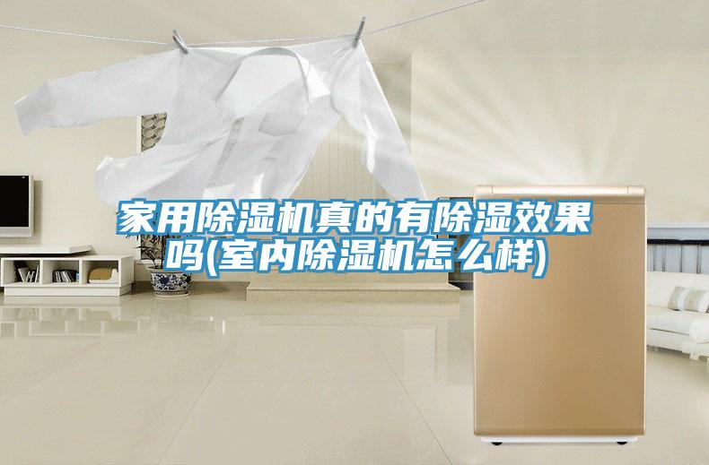 家用蘑菇视频网站真的有除濕效果嗎(室內蘑菇视频网站怎麽樣)